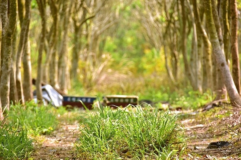 台中后里【無患子森林龍貓隧道】：龍貓將出沒般的絕佳神秘打卡背景！