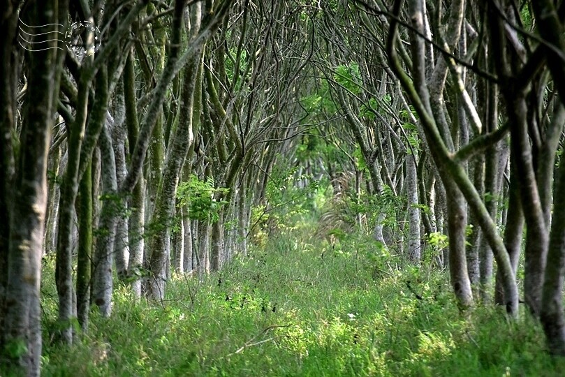 台中后里【無患子森林龍貓隧道】：龍貓將出沒般的絕佳神秘打卡背景！