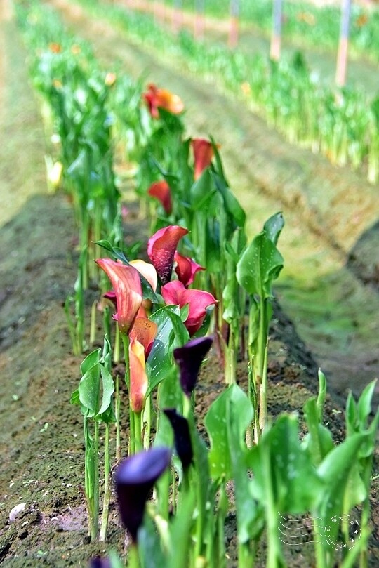 台中后里【無患子森林龍貓隧道】：龍貓將出沒般的絕佳神秘打卡背景！