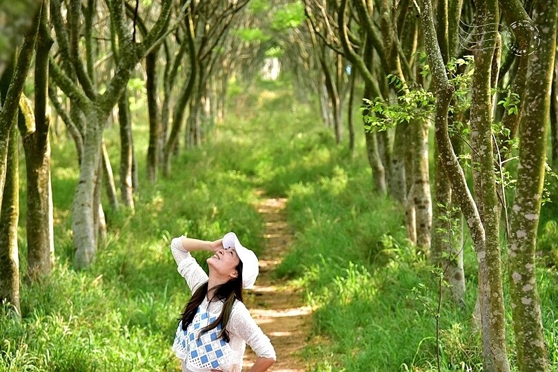 台中后里【無患子森林龍貓隧道】：龍貓將出沒般的絕佳神秘打卡背景！