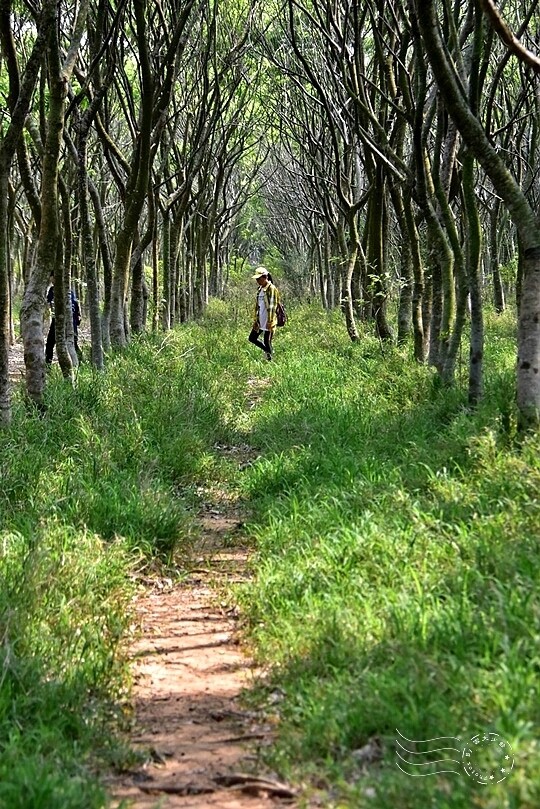 台中后里【無患子森林龍貓隧道】：龍貓將出沒般的絕佳神秘打卡背景！