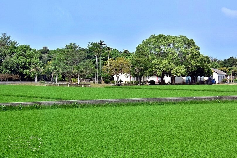 台中后里【無患子森林龍貓隧道】：龍貓將出沒般的絕佳神秘打卡背景！