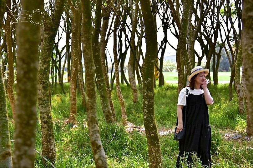 台中后里【無患子森林龍貓隧道】：龍貓將出沒般的絕佳神秘打卡背景！