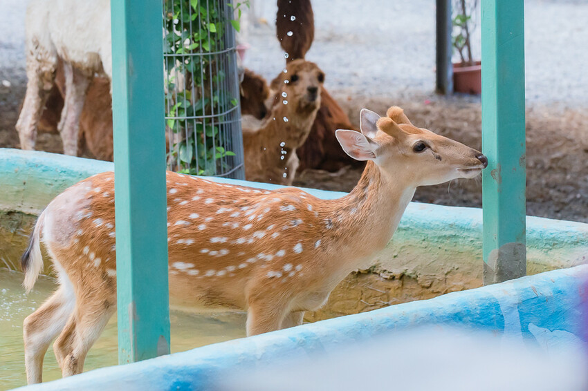 恆春墾丁旅遊 – 墾草趣民宿 / 墾草趣親子園區