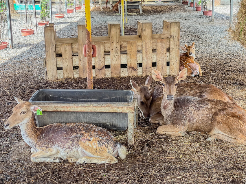 恆春墾丁旅遊 – 墾草趣民宿 / 墾草趣親子園區