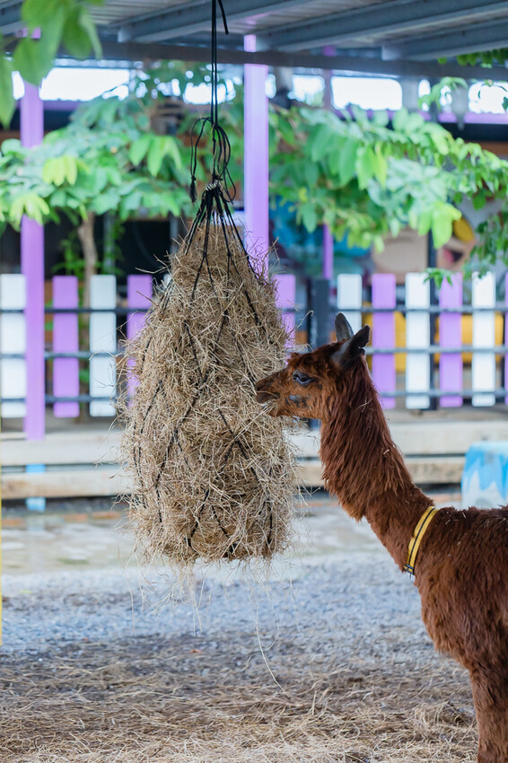 恆春墾丁旅遊 – 墾草趣民宿 / 墾草趣親子園區