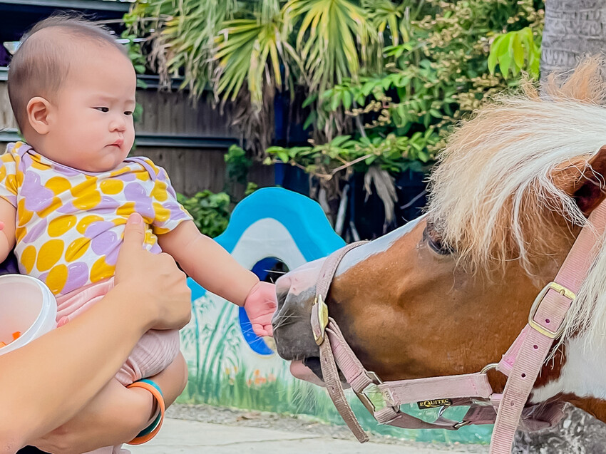 恆春墾丁旅遊 – 墾草趣民宿 / 墾草趣親子園區