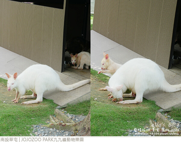 JOJOZOO PARK九九峰動物樂園-33.jpg