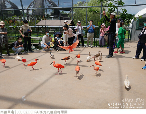 JOJOZOO PARK九九峰動物樂園-60.jpg