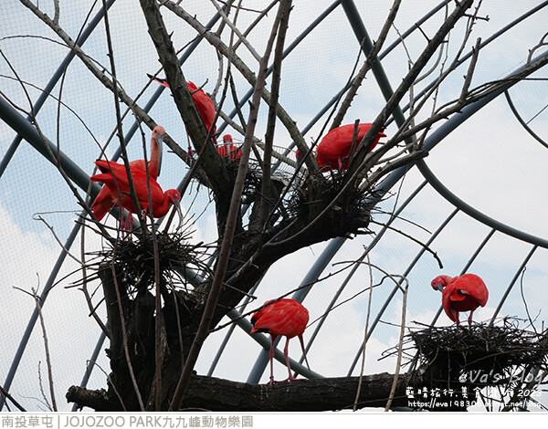 JOJOZOO PARK九九峰動物樂園-54.jpg