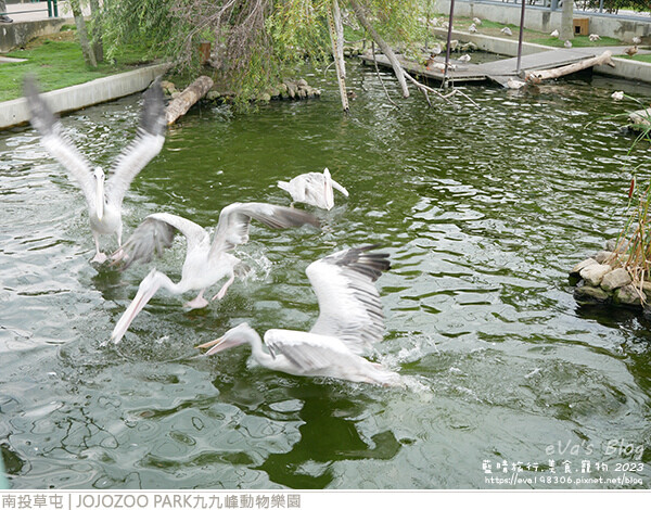 JOJOZOO PARK九九峰動物樂園-67.jpg