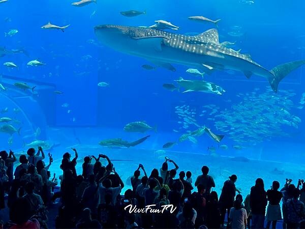 日本沖繩四天三夜行程推薦 ToCoo租車自駕遊 桔豐Jetfi Wi-Fi機推薦 