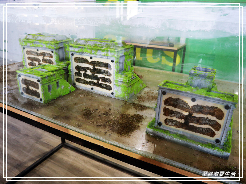 螞蟻帝國-桃園龜山/竟然可以養螞蟻!探索多采多姿的蟻國世界