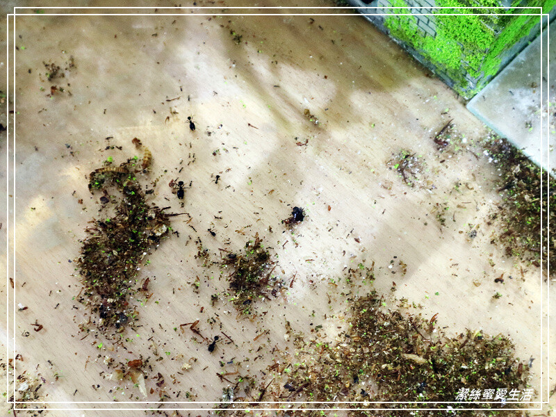 螞蟻帝國-桃園龜山/竟然可以養螞蟻!探索多采多姿的蟻國世界