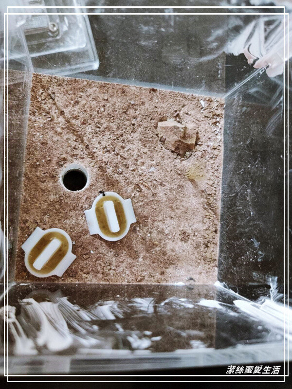 螞蟻帝國-桃園龜山/竟然可以養螞蟻!探索多采多姿的蟻國世界