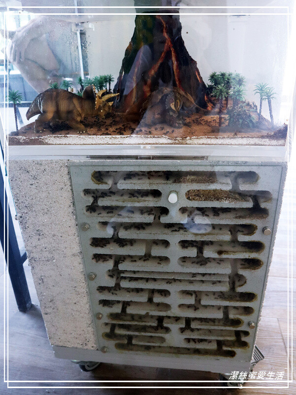 螞蟻帝國-桃園龜山/竟然可以養螞蟻!探索多采多姿的蟻國世界