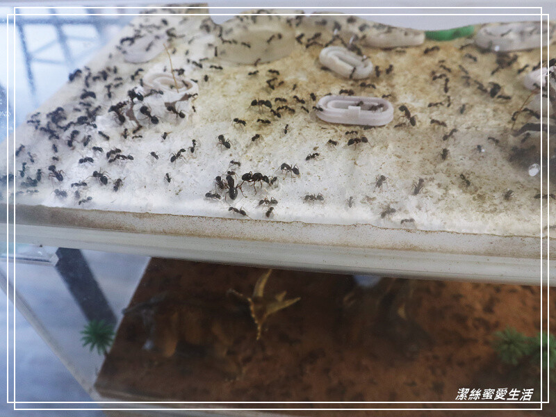 螞蟻帝國-桃園龜山/竟然可以養螞蟻!探索多采多姿的蟻國世界