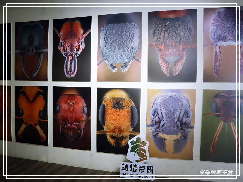 螞蟻帝國-桃園龜山/竟然可以養螞蟻!探索多采多姿的蟻國世界