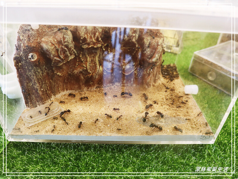 螞蟻帝國-桃園龜山/竟然可以養螞蟻!探索多采多姿的蟻國世界