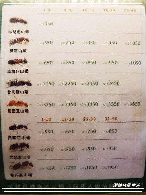 螞蟻帝國-桃園龜山/竟然可以養螞蟻!探索多采多姿的蟻國世界