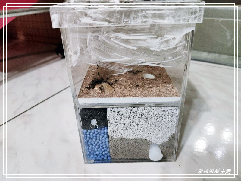 螞蟻帝國-桃園龜山/竟然可以養螞蟻!探索多采多姿的蟻國世界