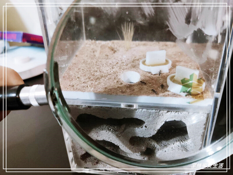 螞蟻帝國-桃園龜山/竟然可以養螞蟻!探索多采多姿的蟻國世界