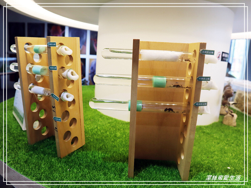 螞蟻帝國-桃園龜山/竟然可以養螞蟻!探索多采多姿的蟻國世界