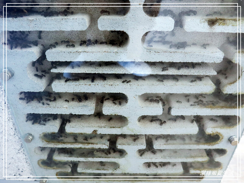 螞蟻帝國-桃園龜山/竟然可以養螞蟻!探索多采多姿的蟻國世界