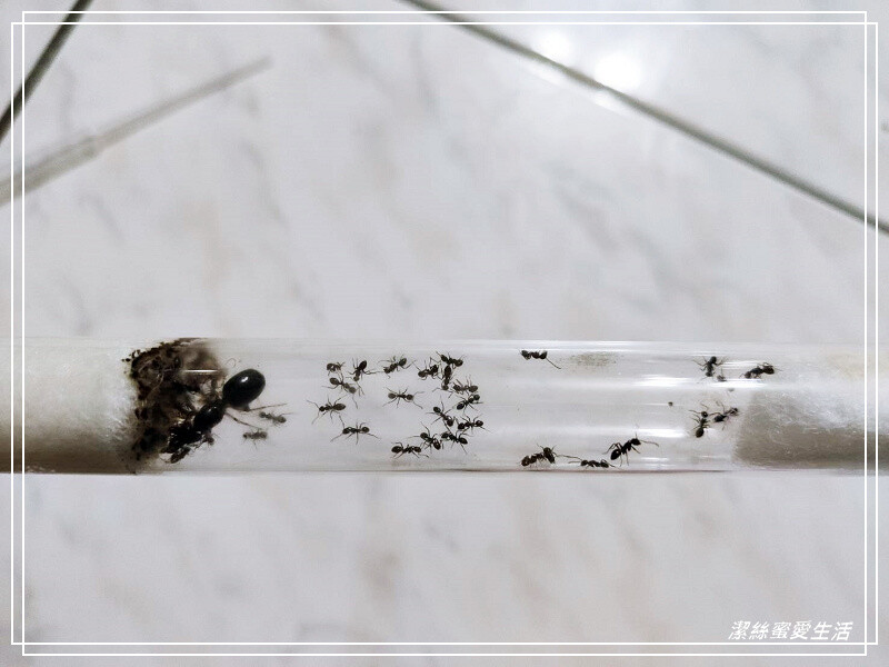 螞蟻帝國-桃園龜山/竟然可以養螞蟻!探索多采多姿的蟻國世界