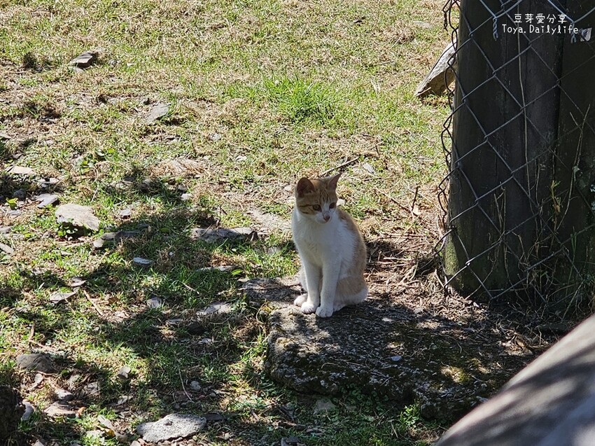 清境農場｜青青草原看綿羊秀及馬術秀 . 走走天空步道 . 逛逛小瑞士花園 🌱豆芽愛玩在南投