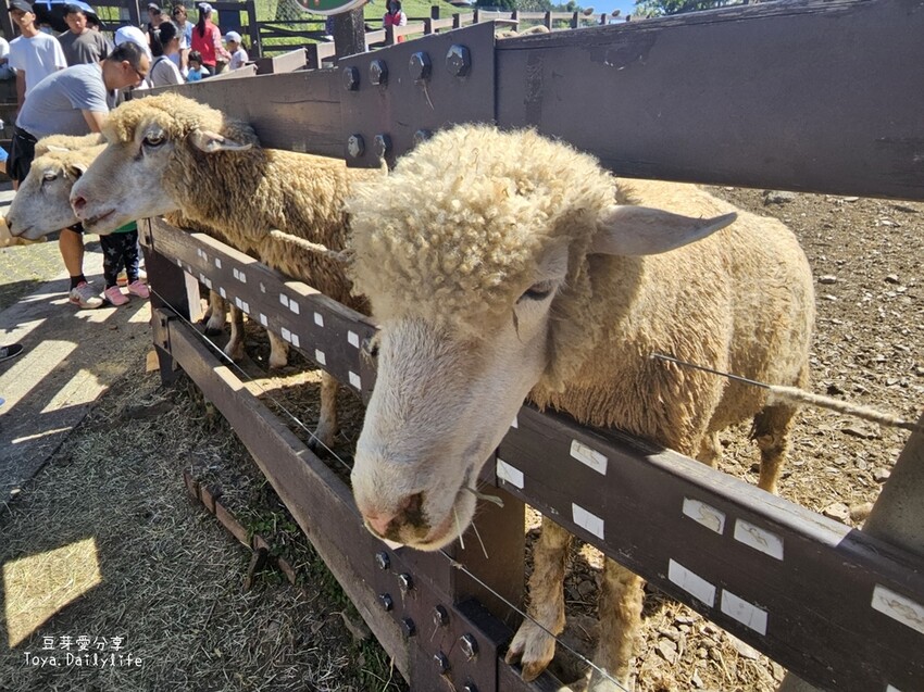 清境農場｜青青草原看綿羊秀及馬術秀 . 走走天空步道 . 逛逛小瑞士花園 🌱豆芽愛玩在南投