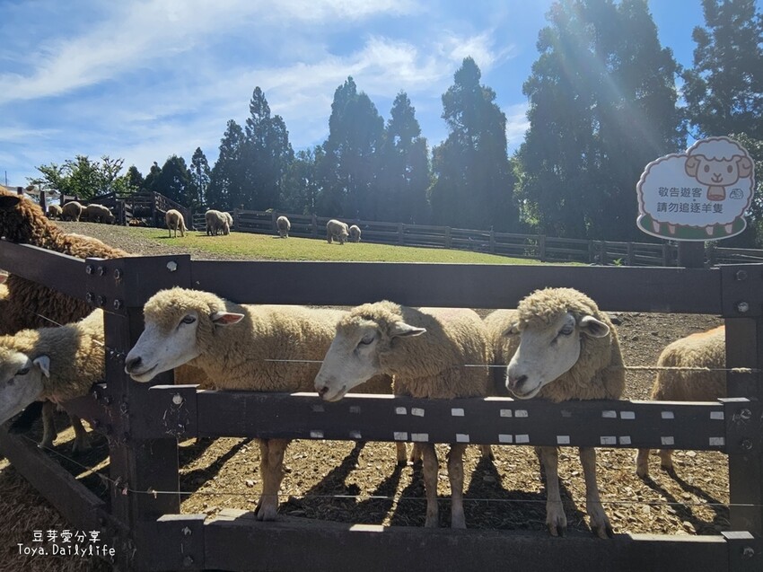 清境農場｜青青草原看綿羊秀及馬術秀 . 走走天空步道 . 逛逛小瑞士花園 🌱豆芽愛玩在南投