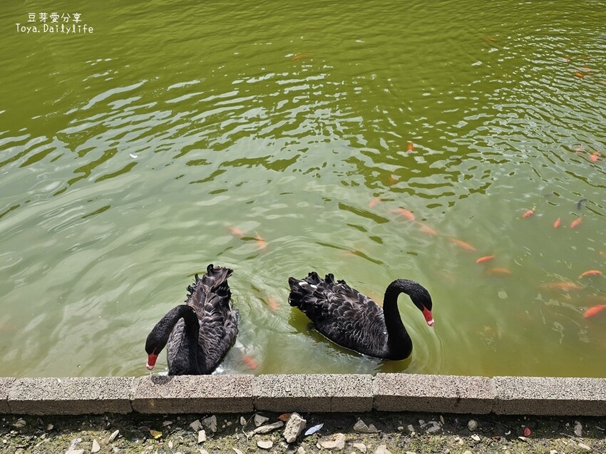 清境農場｜青青草原看綿羊秀及馬術秀 . 走走天空步道 . 逛逛小瑞士花園 🌱豆芽愛玩在南投