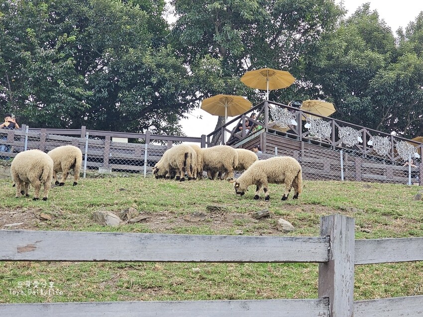 清境農場｜青青草原看綿羊秀及馬術秀 . 走走天空步道 . 逛逛小瑞士花園 🌱豆芽愛玩在南投