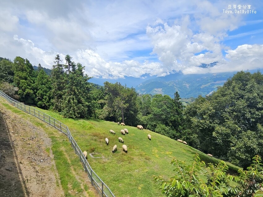 清境農場｜青青草原看綿羊秀及馬術秀 . 走走天空步道 . 逛逛小瑞士花園 🌱豆芽愛玩在南投