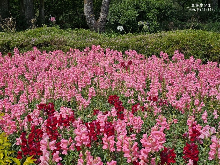 清境農場｜青青草原看綿羊秀及馬術秀 . 走走天空步道 . 逛逛小瑞士花園 🌱豆芽愛玩在南投