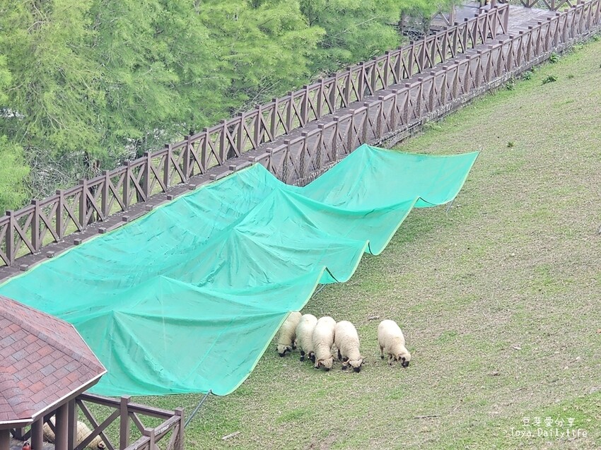 清境農場｜青青草原看綿羊秀及馬術秀 . 走走天空步道 . 逛逛小瑞士花園 🌱豆芽愛玩在南投