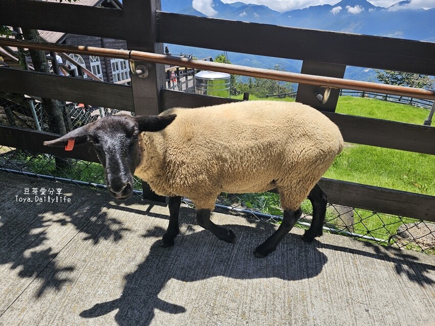 清境農場｜青青草原看綿羊秀及馬術秀 . 走走天空步道 . 逛逛小瑞士花園 🌱豆芽愛玩在南投