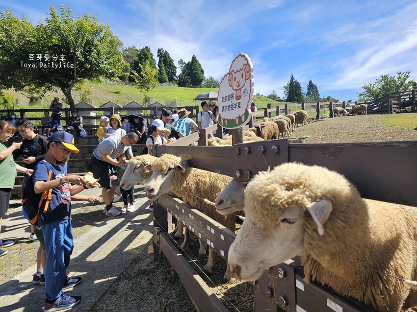 清境農場｜青青草原看綿羊秀及馬術秀 . 走走天空步道 . 逛逛小瑞士花園 🌱豆芽愛玩在南投
