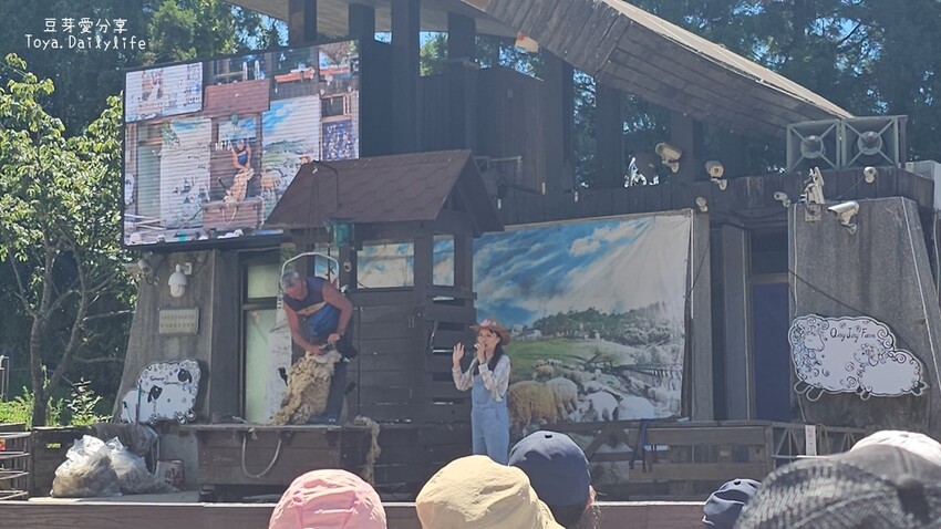 清境農場｜青青草原看綿羊秀及馬術秀 . 走走天空步道 . 逛逛小瑞士花園 🌱豆芽愛玩在南投