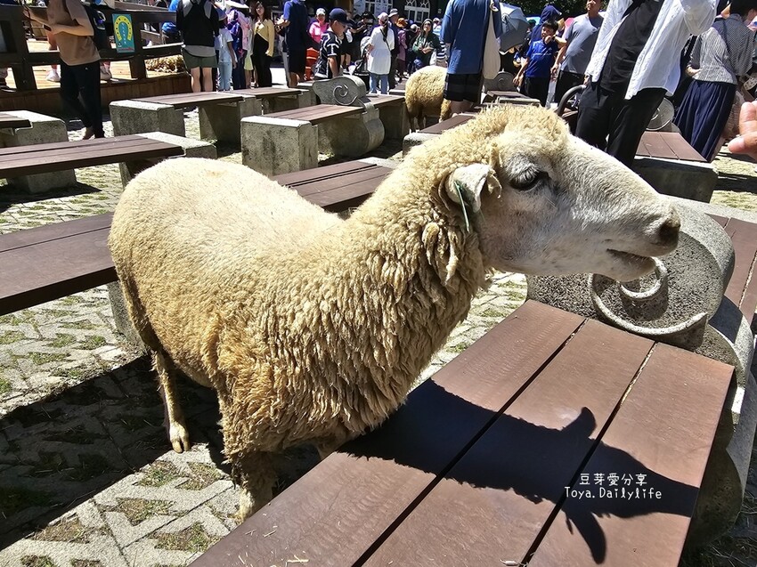 清境農場｜青青草原看綿羊秀及馬術秀 . 走走天空步道 . 逛逛小瑞士花園 🌱豆芽愛玩在南投