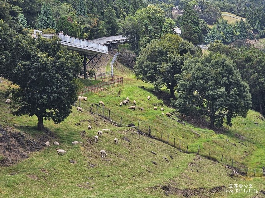 清境農場｜青青草原看綿羊秀及馬術秀 . 走走天空步道 . 逛逛小瑞士花園 🌱豆芽愛玩在南投