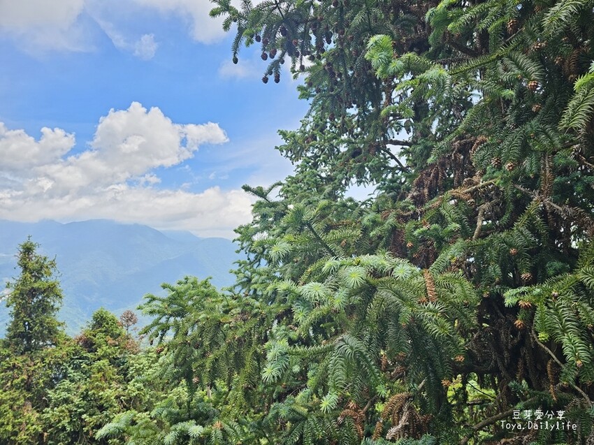 清境農場｜青青草原看綿羊秀及馬術秀 . 走走天空步道 . 逛逛小瑞士花園 🌱豆芽愛玩在南投