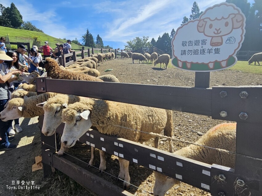 清境農場｜青青草原看綿羊秀及馬術秀 . 走走天空步道 . 逛逛小瑞士花園 🌱豆芽愛玩在南投