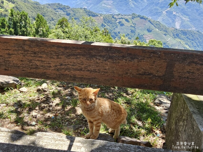 清境農場｜青青草原看綿羊秀及馬術秀 . 走走天空步道 . 逛逛小瑞士花園 🌱豆芽愛玩在南投