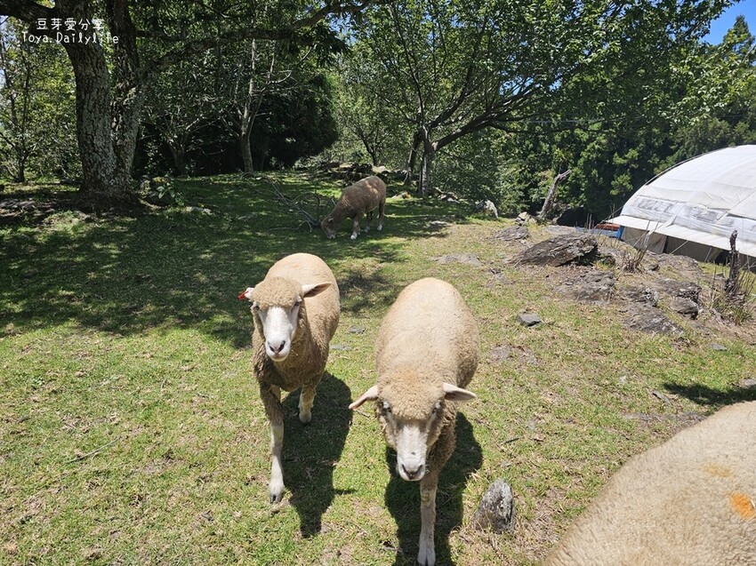 清境農場｜青青草原看綿羊秀及馬術秀 . 走走天空步道 . 逛逛小瑞士花園 🌱豆芽愛玩在南投
