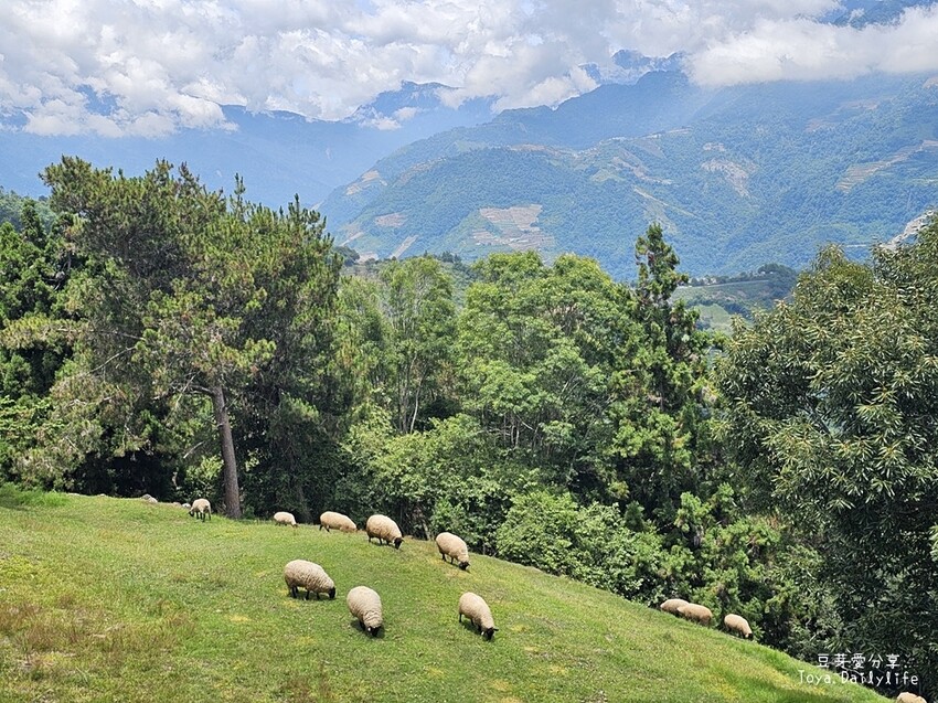 清境農場｜青青草原看綿羊秀及馬術秀 . 走走天空步道 . 逛逛小瑞士花園 🌱豆芽愛玩在南投