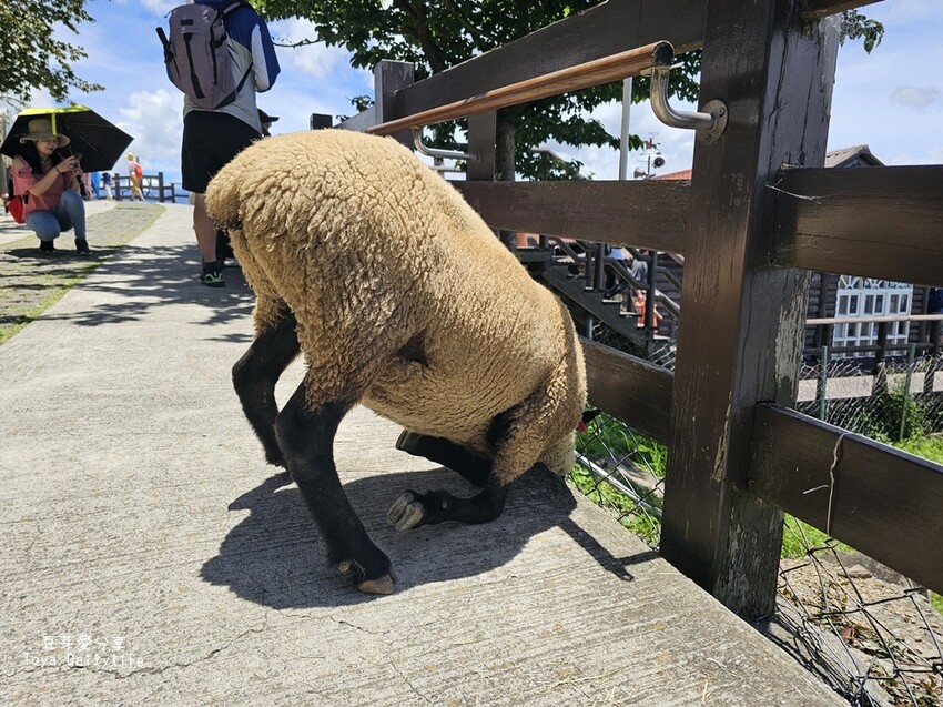 清境農場｜青青草原看綿羊秀及馬術秀 . 走走天空步道 . 逛逛小瑞士花園 🌱豆芽愛玩在南投