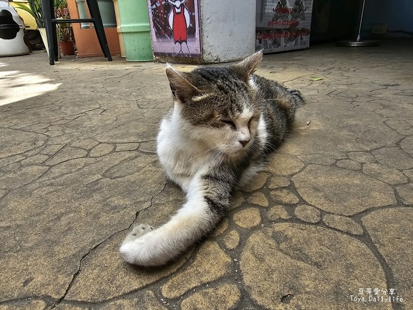清境農場｜青青草原看綿羊秀及馬術秀 . 走走天空步道 . 逛逛小瑞士花園 🌱豆芽愛玩在南投