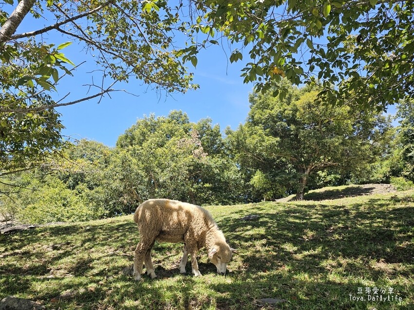 清境農場｜青青草原看綿羊秀及馬術秀 . 走走天空步道 . 逛逛小瑞士花園 🌱豆芽愛玩在南投